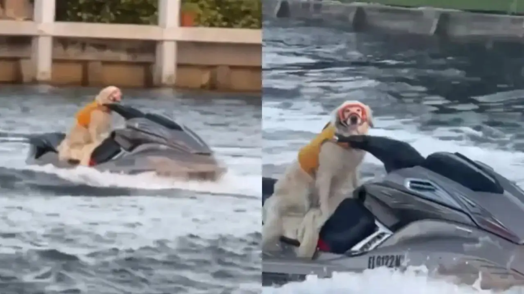 Jet-Skiing Dog