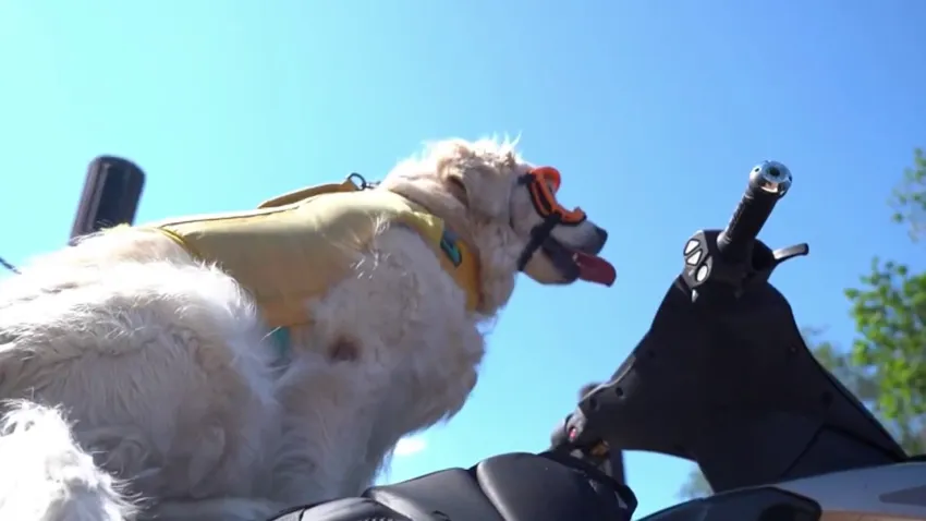 Jet-Skiing Dog