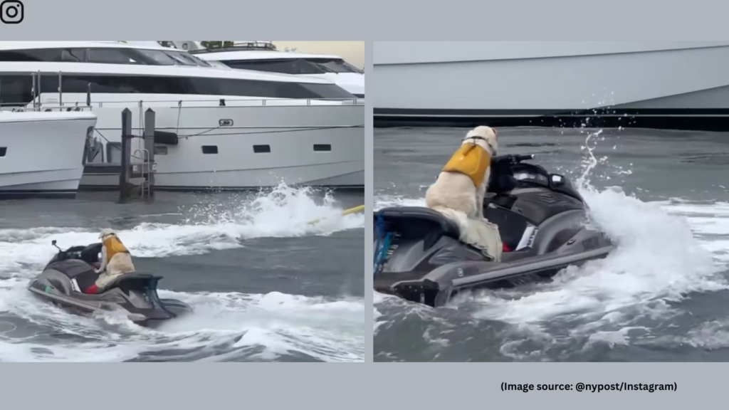 Jet-Skiing Dog