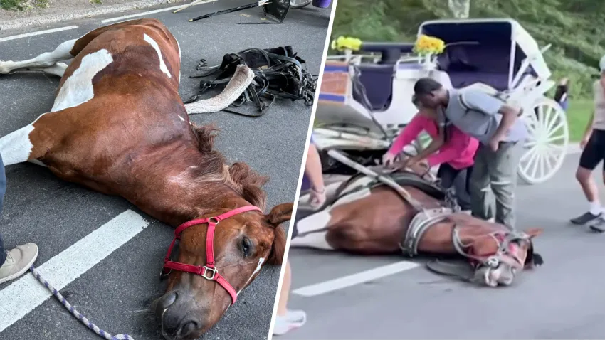 carriage horse
