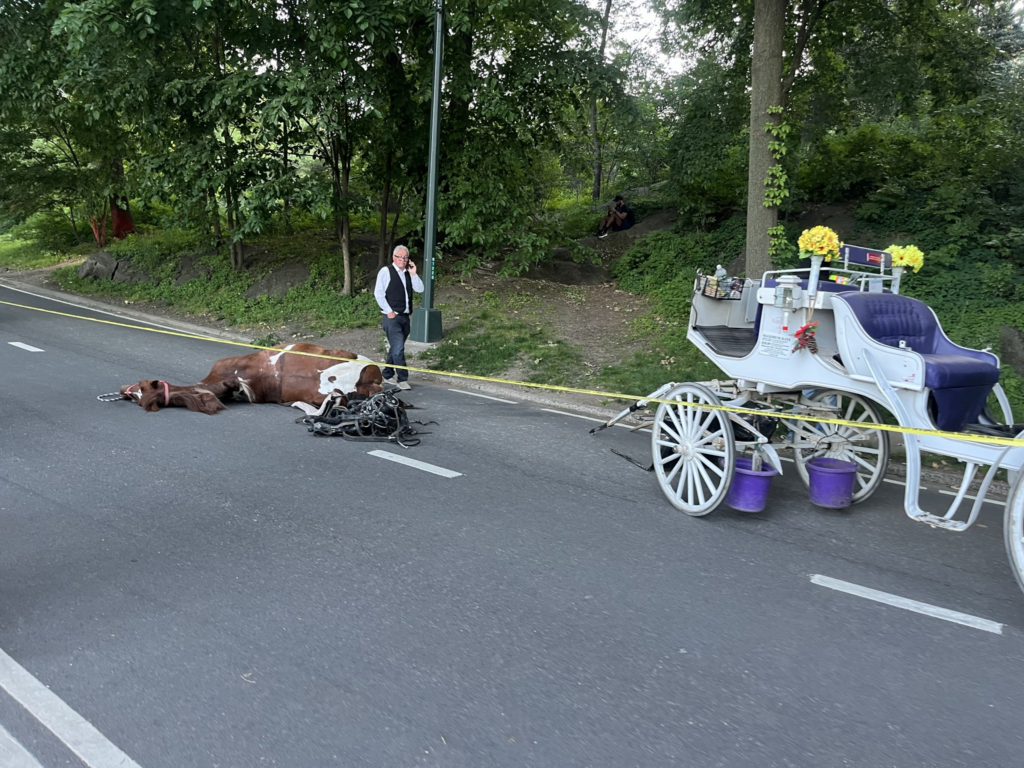 carriage horse
