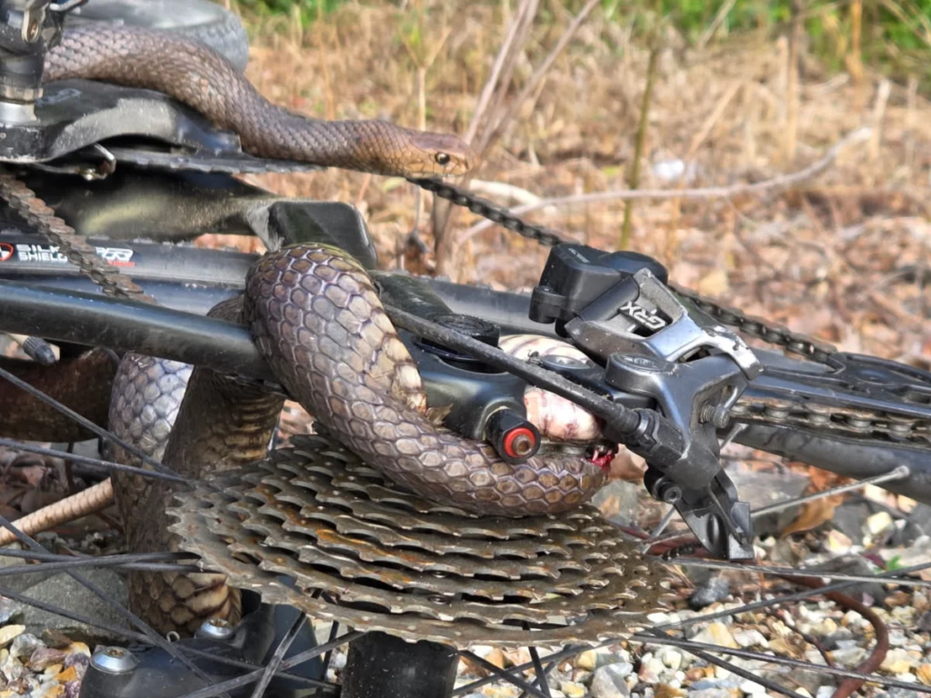 Snake Trapped in Cyclist's Chain