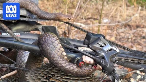 Snake Trapped in Cyclist's Chain