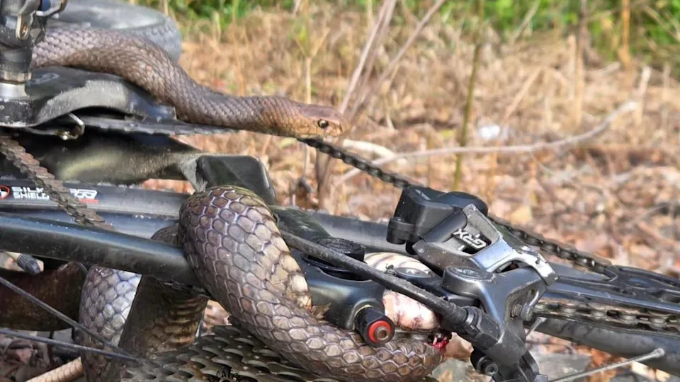Snake Trapped in Cyclist's Chain