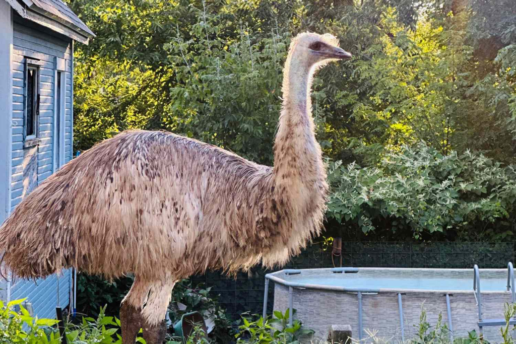 Pet Emu
