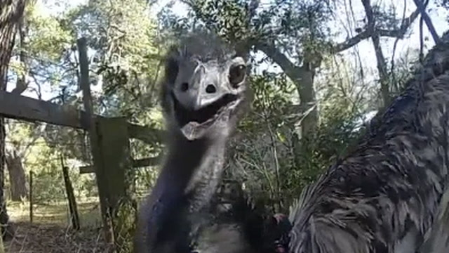 Pet Emu