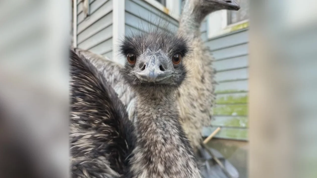 Pet Emu
