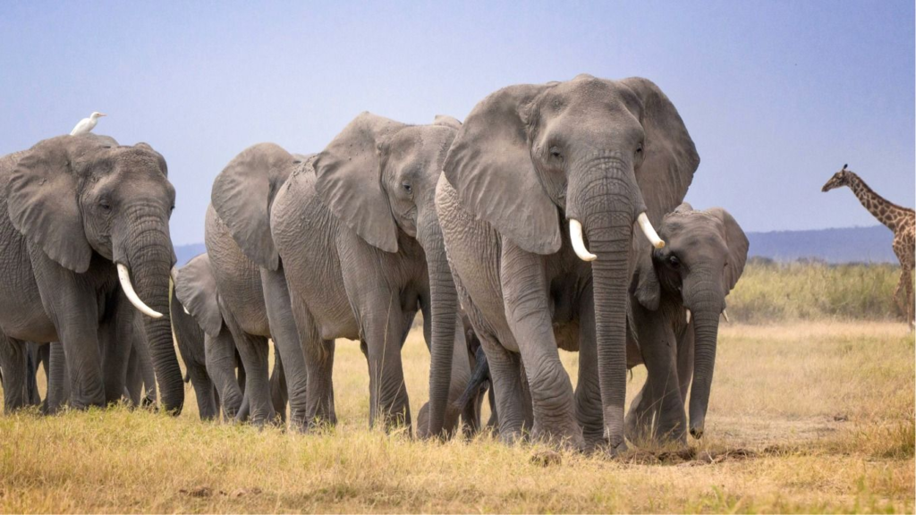 Amboseli