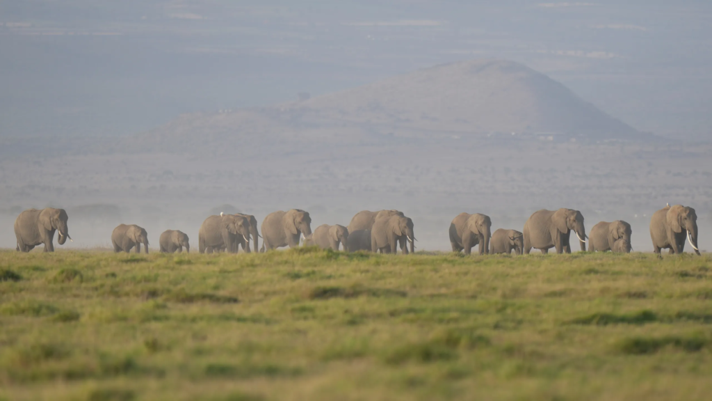 Amboseli