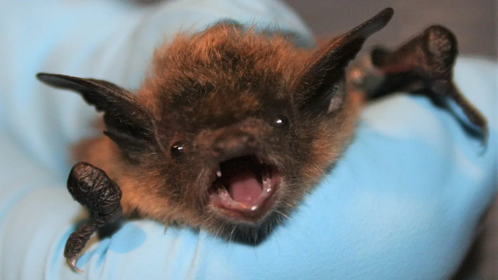 Waking Up with Bat on Nose and Mouth