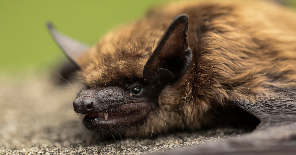 Waking Up with Bat on Nose and Mouth