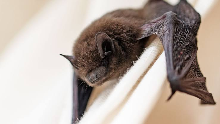 Waking Up with Bat on Nose and Mouth
